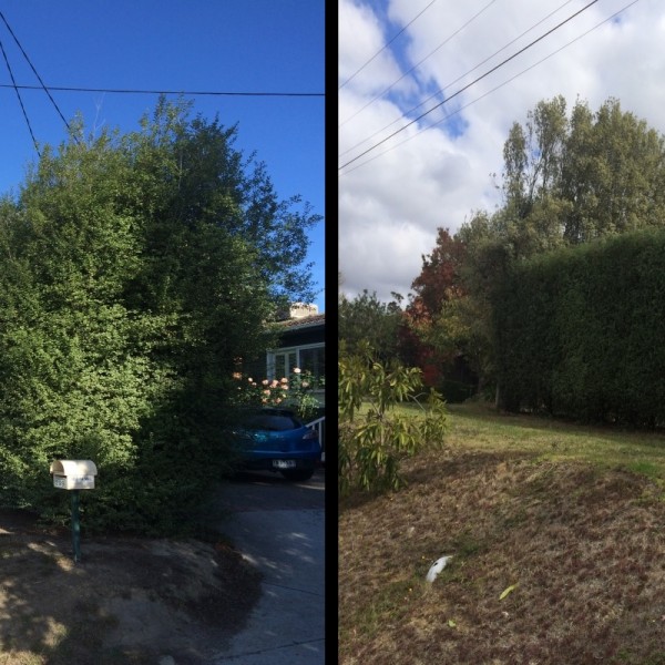 Hedge